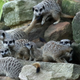 Image for article titled Watching a Meerkat Eat a Roach Named After Your Ex Isn't Healthy, But It Is Fun
